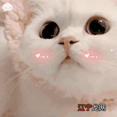 组图 野猫进家有什么预兆,是不是进家好预兆?