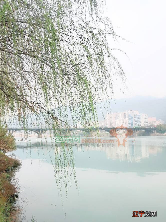 杨柳木命女孩的学业怎么样