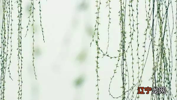 杨柳木命女孩的学业怎么样