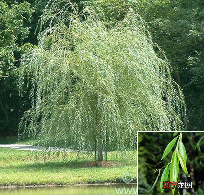 杨柳木命女孩的学业怎么样