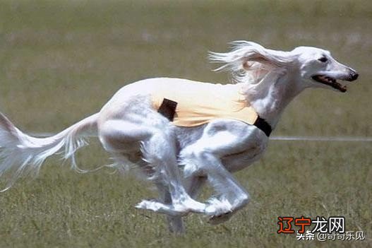 一部《长安十二时辰》包含了多少文化知识?快来数一数吧