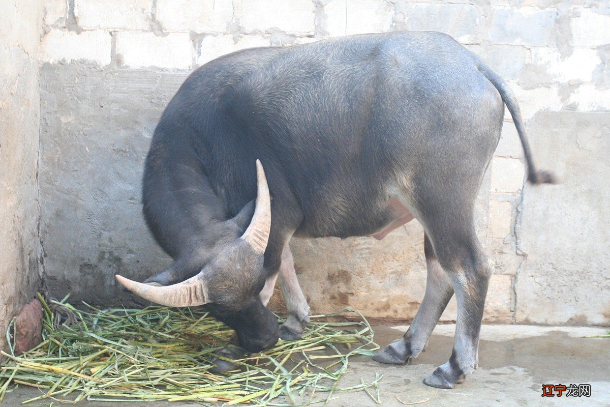 97属什么生肖 1997属牛的婚姻和命运