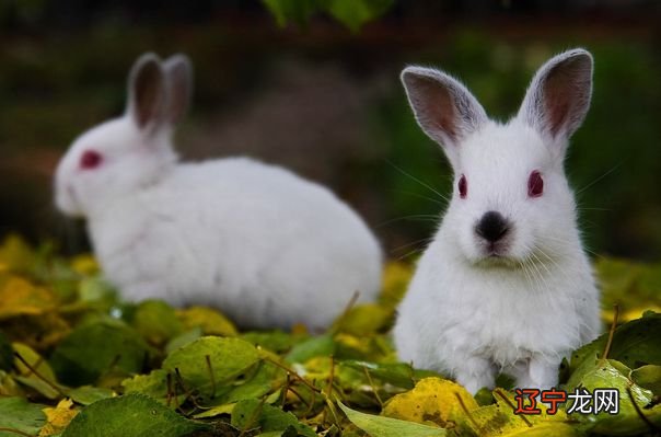 2022年运势最好的4个生肖 这几个生肖前途无量