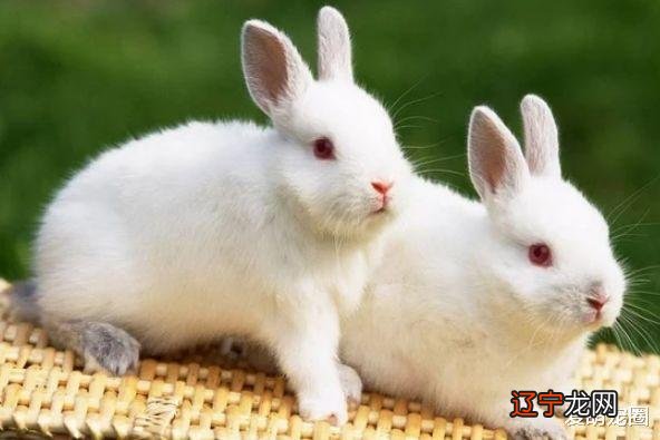 2022年运势最好的4个生肖 这几个生肖前途无量