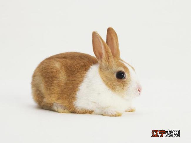 2022年运势最好的4个生肖 这几个生肖前途无量