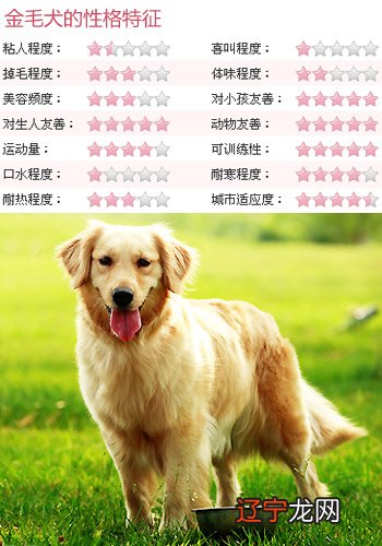 金毛起名字大全霸气