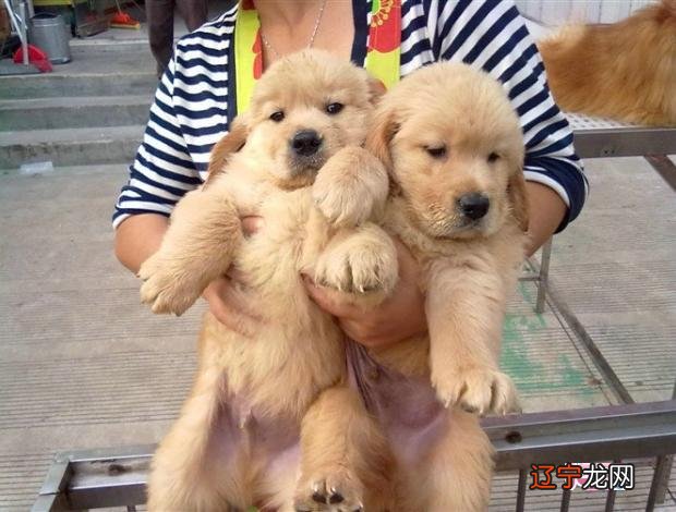 金毛起名字大全霸气