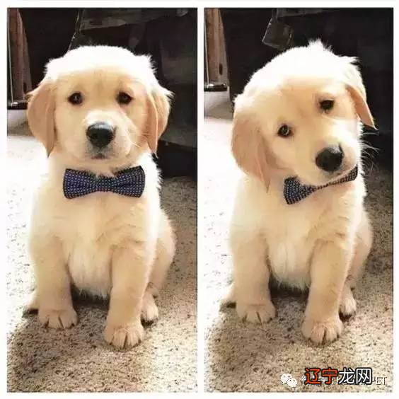 金毛起名字大全霸气