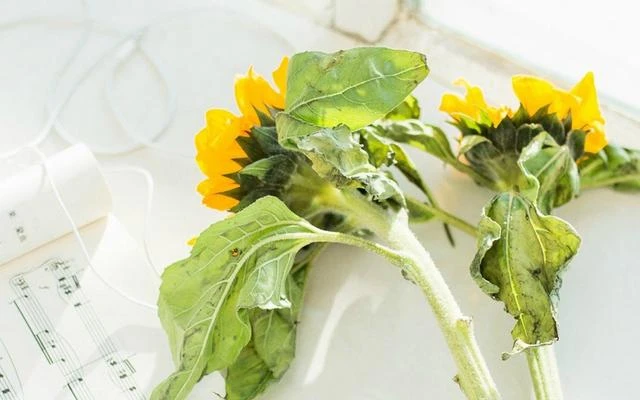 未来15天,吉星照耀,好运来袭,事业大赚特赚,生活富裕的3星座