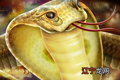 香港七星堂：生肖蛇福字宫的整年运势及运势