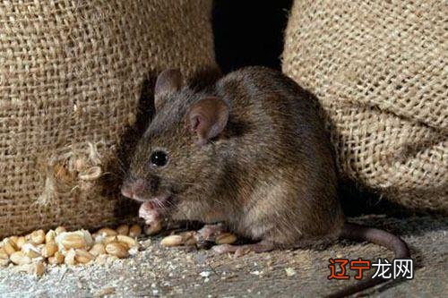 属鼠一月份出生的命运好吗