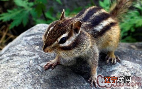 属鼠一月份出生的命运好吗