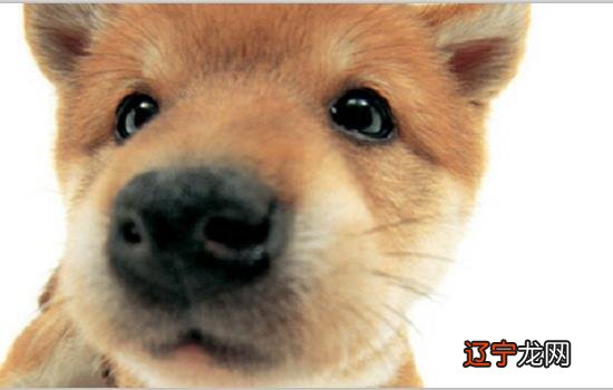 梦见狗好吗_梦见狗好猛的咬别人_混血狗好还是纯种狗好