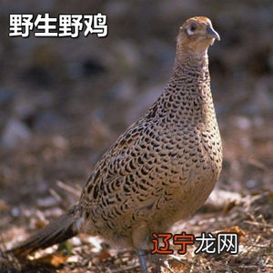 三月出生的鸡总的来说,其运势还是算不错的了