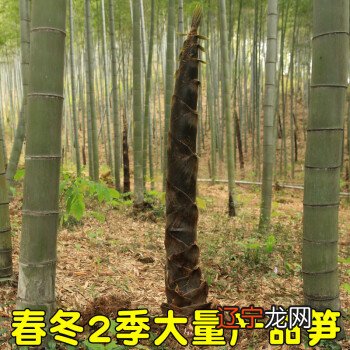 我园“竹文化”主题教育活动——在区角活动