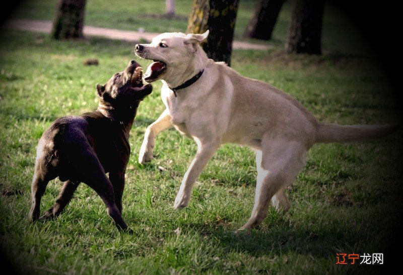 梦见养了只可爱的小狗 什么意思?