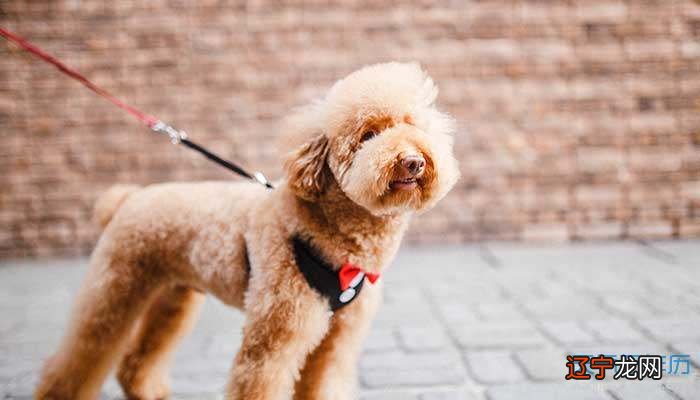 梦见养了只可爱的小狗 什么意思?