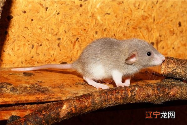 2020年属什么生肖的相关解析