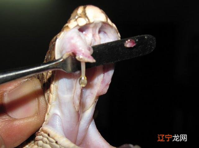 周公解梦 梦见抓蛇