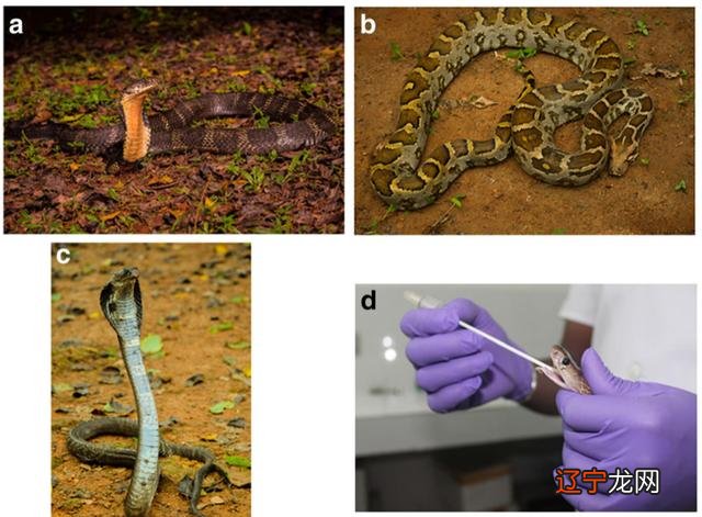 周公解梦 梦见抓蛇