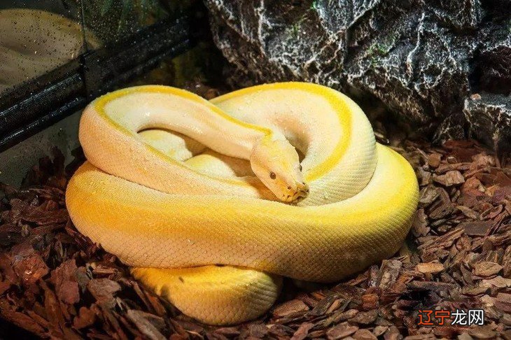 梦见抓着蛇2018-05-12 15:51:09 耽美起名网