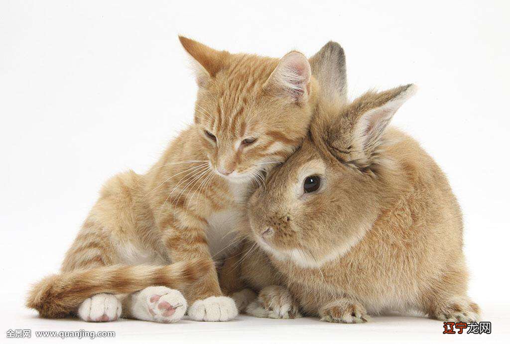 梦见猫和兔打架