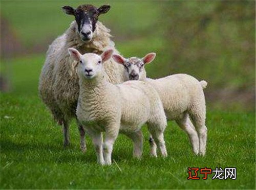 女属羊的属相婚配表 男女婚配一览表