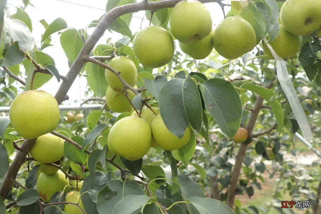 立冬养生吃什么 适合立冬时节吃的蔬果大全