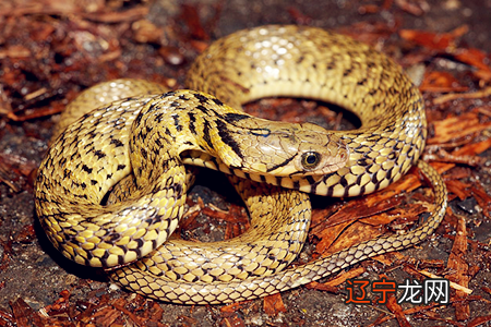 梦见蛇后几天怀孕