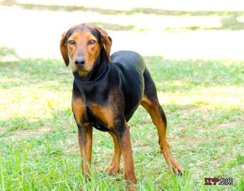 可爱狗狗名字大全：皇马大将为爱犬取名梅西