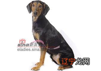 可爱狗狗名字大全：皇马大将为爱犬取名梅西