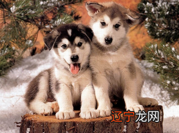 可爱狗狗名字大全：皇马大将为爱犬取名梅西