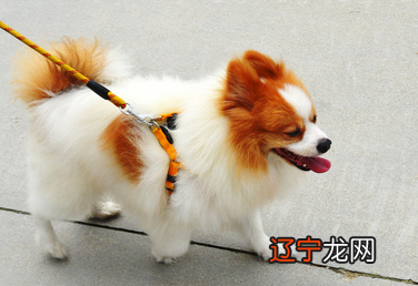 可爱狗狗名字大全：皇马大将为爱犬取名梅西