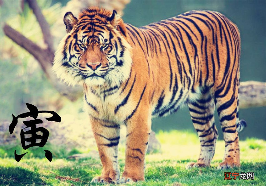 属虎的男孩取什么名字好，你知道吗？