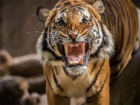 属虎的男孩取什么名字好，你知道吗？