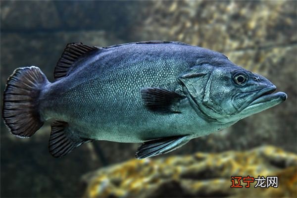 周公解梦:是什么意思?做梦好不好的主观想象!