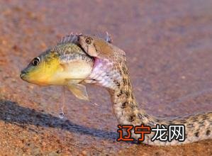 周公解梦:是什么意思?做梦好不好的主观想象!