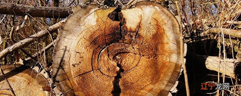 以属鼠为例属鼠人2022年实岁62岁虚岁63岁