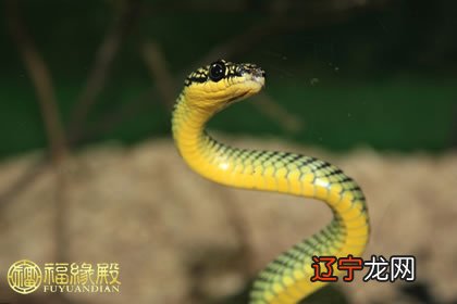 这年风水堂:2013年属蛇是什么命