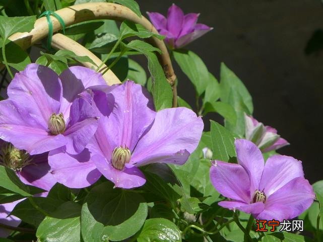 组图 1980属猴2018运势如何1956年出生的生肖猴