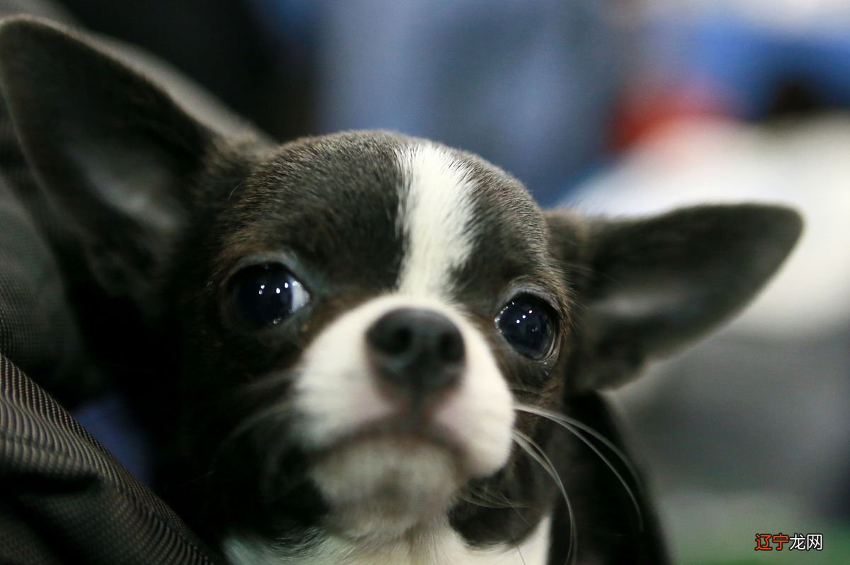 属狗的什么时候出生好 最吉利的出生日期