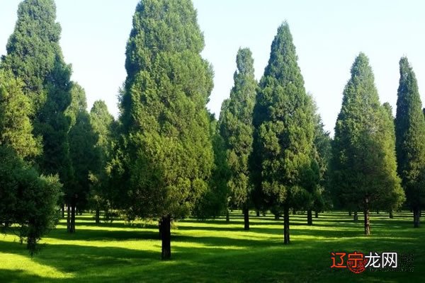 2021年庚寅年生松柏木命运势分析