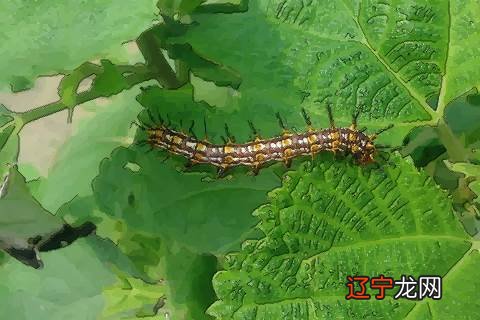 别当真风水堂:梦见虫子有什么征兆?