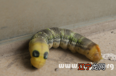 别当真风水堂:梦见虫子有什么征兆?