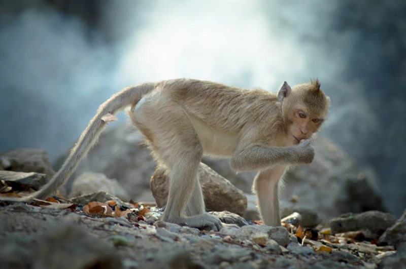 风水堂:什么是梦见猴子有时?