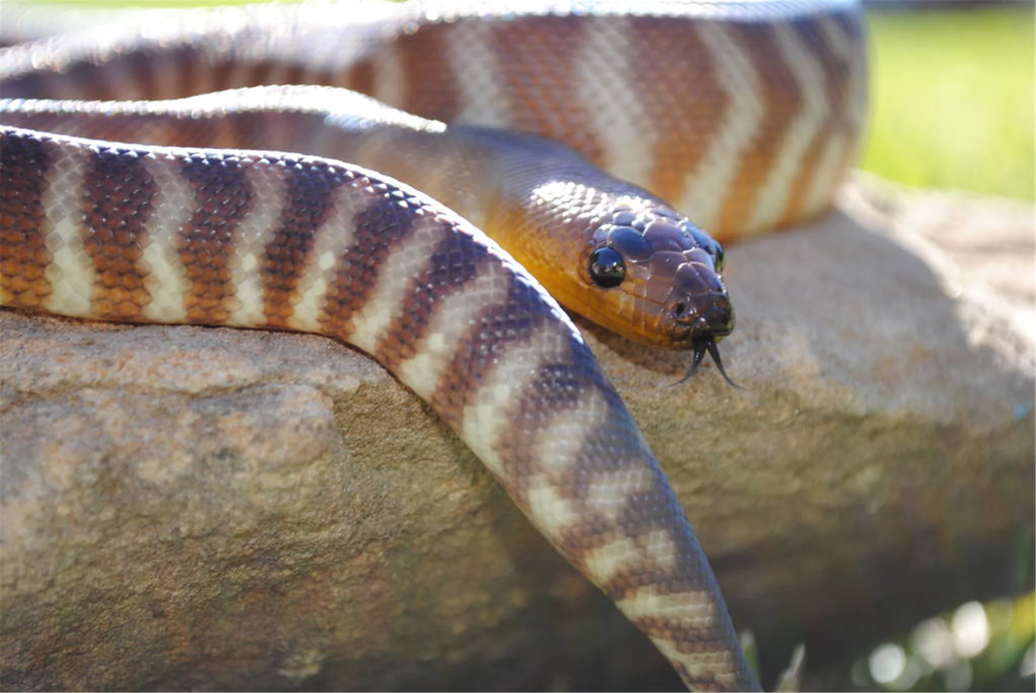 属猴的和什么属相相冲 属猴的和什么属相最配