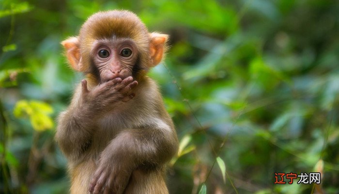 风水堂:为什么梦见猴子的民间解释