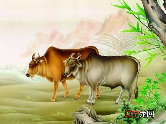 1997年属牛的人是什么命?属牛人的命