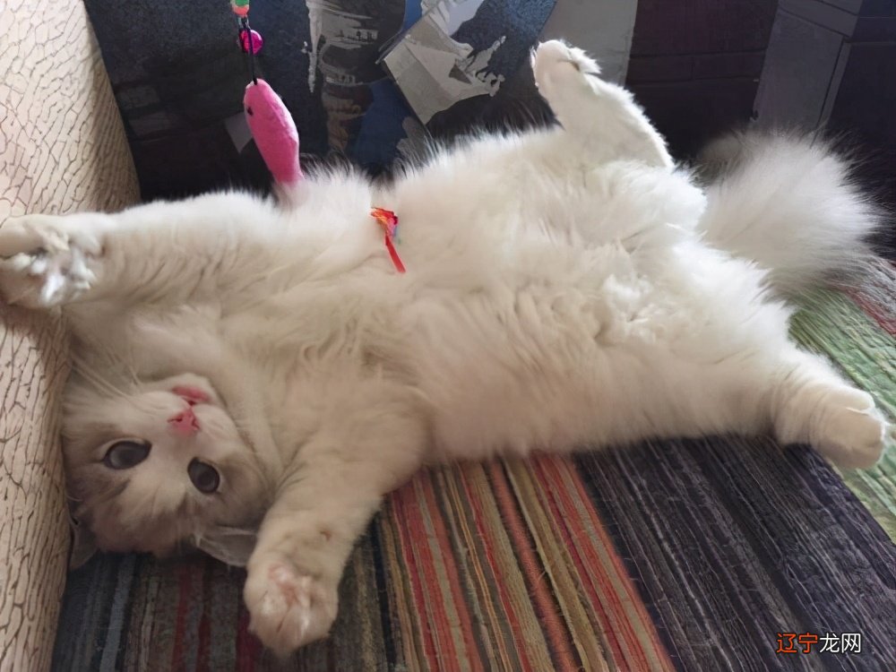 猫咪颜值排行榜 ， 第一名的颜值毋庸置疑