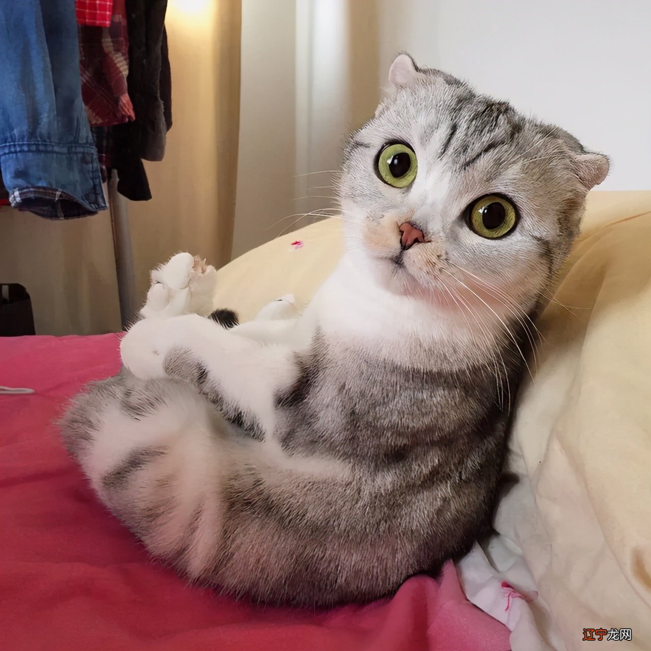 猫咪颜值排行榜 ， 第一名的颜值毋庸置疑